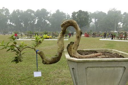 Cây[-]Ổi[-]dáng[-]huyền[-]thác[-]đổ.